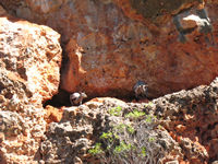 _with good views of Black footed rock wallabies